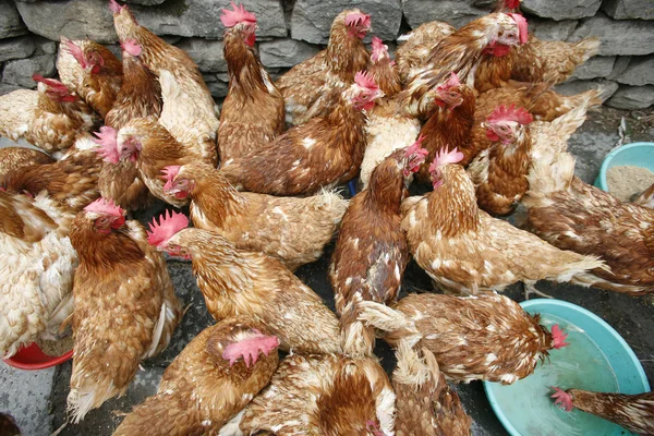 Csoport csirke etetés le a földre — Stock Fotó