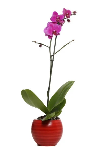 Orchid in red vase — Stock Photo, Image