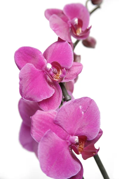 stock image Purple orchids