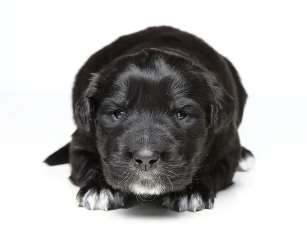 Cucciolo nero — Foto Stock