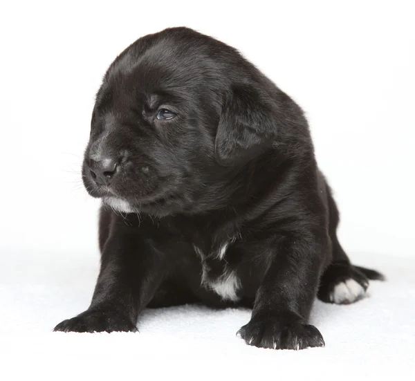 Cãozinho preto — Fotografia de Stock