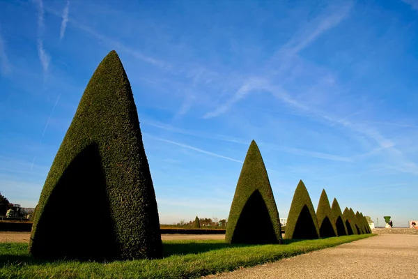 Cone trees in versailles — Stock Photo, Image