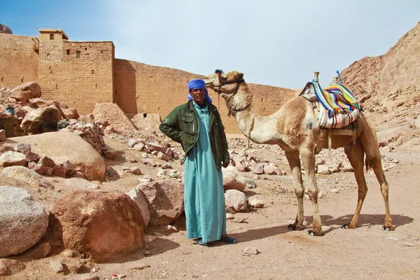 Kamel guide — Stockfoto