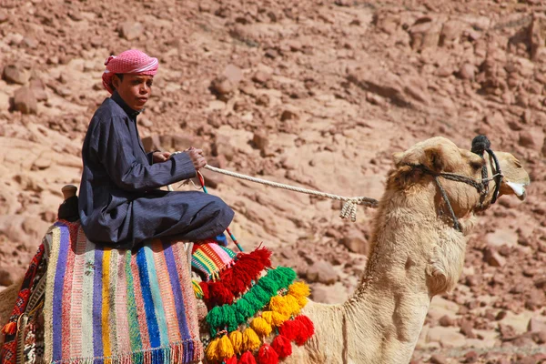 Camel guide — Stock Photo, Image