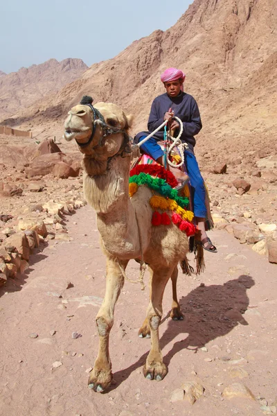 Camel guide — Stockfoto