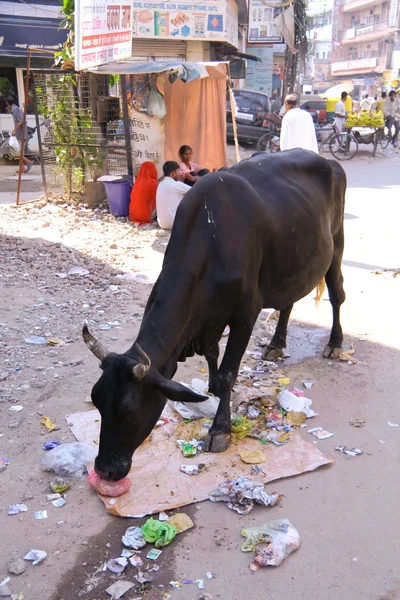 Kráva na ulici — Stock fotografie