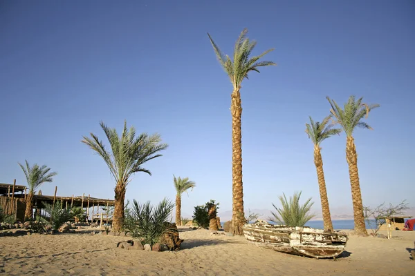 Palmiers sur la plage station balnéaire, mer rouge sinaï, egypte — Photo