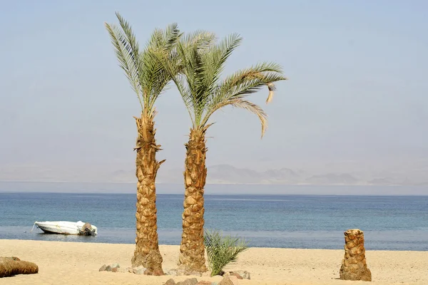 Palmiers sur la plage station balnéaire, mer rouge sinaï, egypte — Photo