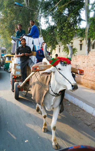 Homens com entrega em carrinho de vaca desenhada — Fotografia de Stock