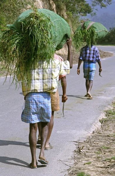 Indian workers carrying grassload, south india — Stock Photo, Image