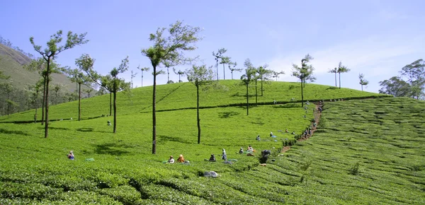 茶叶种植园农场。南印度 — 图库照片