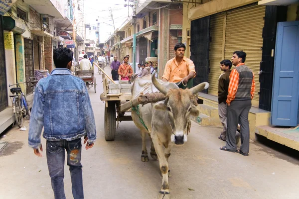 Muži a kráva na ulici — Stock fotografie