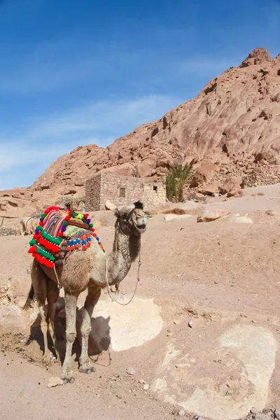Καμήλα — Φωτογραφία Αρχείου