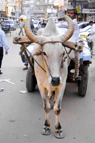 Cow pulling cart — Stock Photo, Image