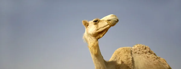 Camello en sede boker desierto, israel —  Fotos de Stock