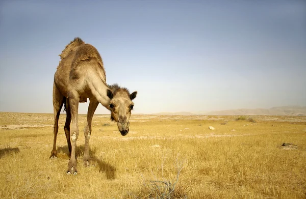 Wielbłąd sede boker pustyni, Izrael — Zdjęcie stockowe