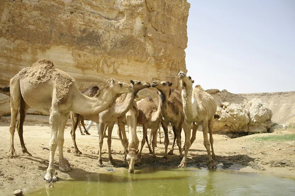 Stock image Camels drinking in sede boker desert, israel