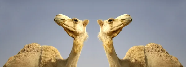 在以色列教皇行沙漠中的骆驼 — 图库照片