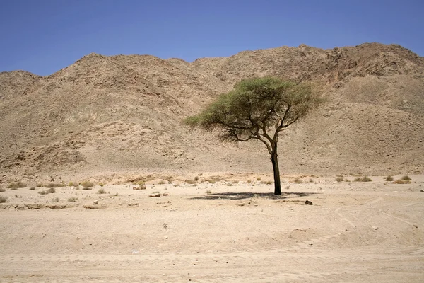 Trockene Wüste im Gebiet des Roten Meeres, Sinai, Ägypten — Stockfoto