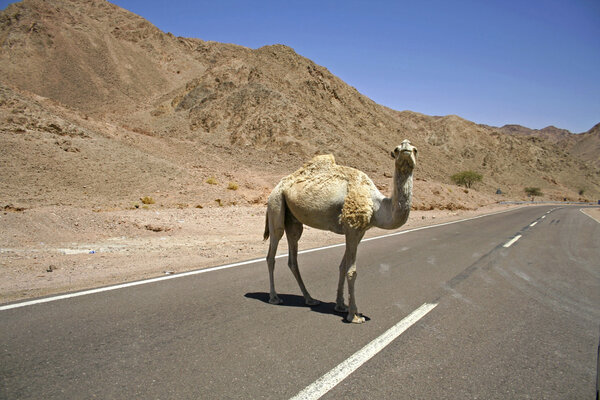 Camel in the red sea region, sinai, egypt