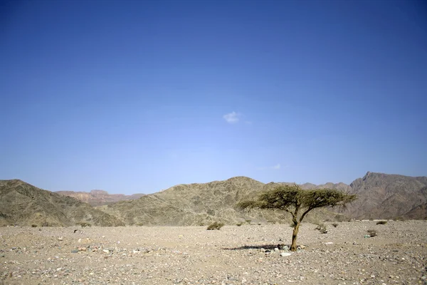 Dry desert in red sea region, sinai, egypt — Stock Photo, Image