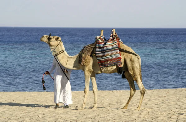 Wielbłąd regionu Morza Czerwonego, Synaj, Egipt — Zdjęcie stockowe