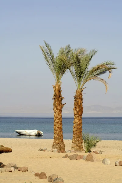 Palm trees on beach resort, red sea sinai, egypt — Stock Photo, Image