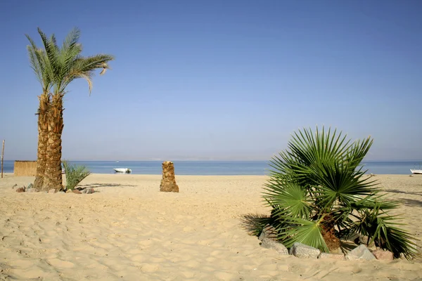 Palmbomen op het strandresort, rode zee sinai, Egypte — Stockfoto