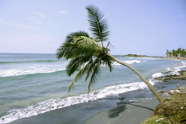 Изолированные пальмы вдоль береговой линии, Керала, Индия — стоковое фото
