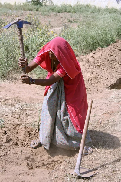 フィールド、ラジャスタン、インドで働く女性 — ストック写真