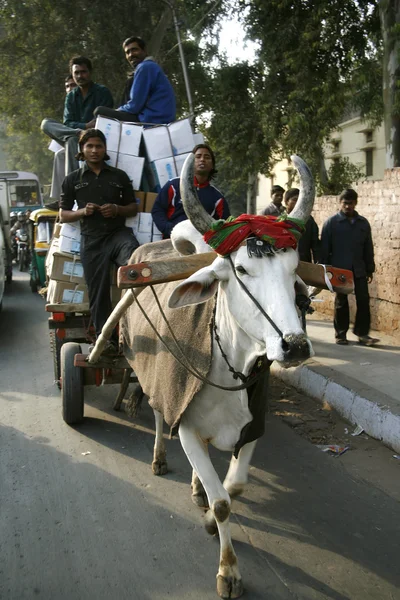 Carrinho de boi na rua, delhi, Índia — Fotografia de Stock