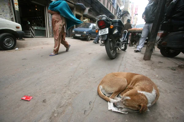 Σκύλος κοιμάται στην άκρη του δρόμου, Δελχί, Ινδία — Φωτογραφία Αρχείου
