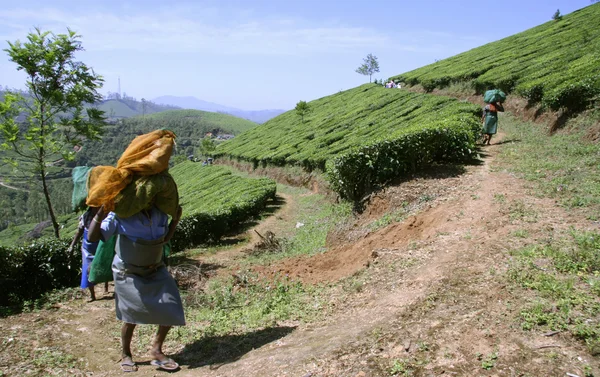 Mulheres em plantação de chá, Índia do Sul — Fotografia de Stock
