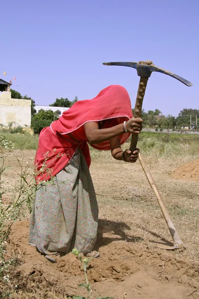 Mulher da aldeia que trabalha no campo, rajasthan, Índia — Fotografia de Stock