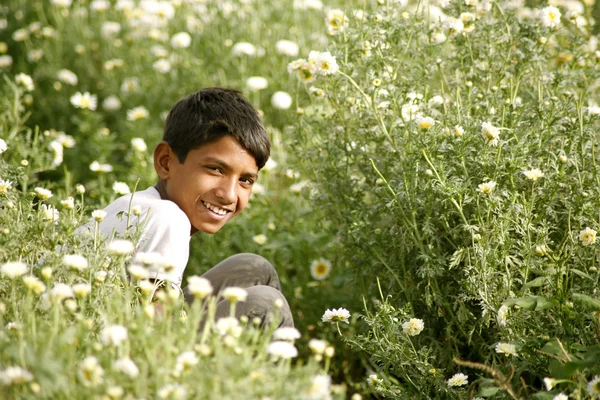 Joven niño rajasthani arrancando flores en campos de margaritas, pushkar, India — Foto de Stock