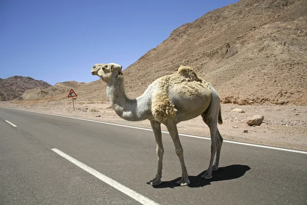 Camel in the red sea region, sinai, egypt — Stock Photo, Image