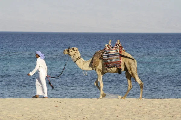 Camel i Röda havet, sinai, Egypten — Stockfoto