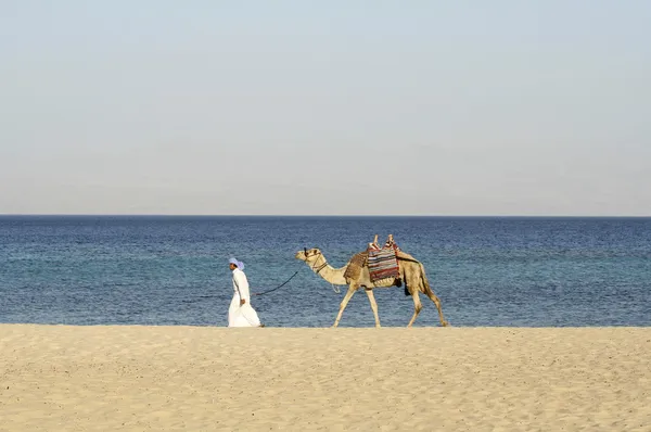 Velbloud v oblasti Rudého moře, Sinaj, egypt — Stock fotografie