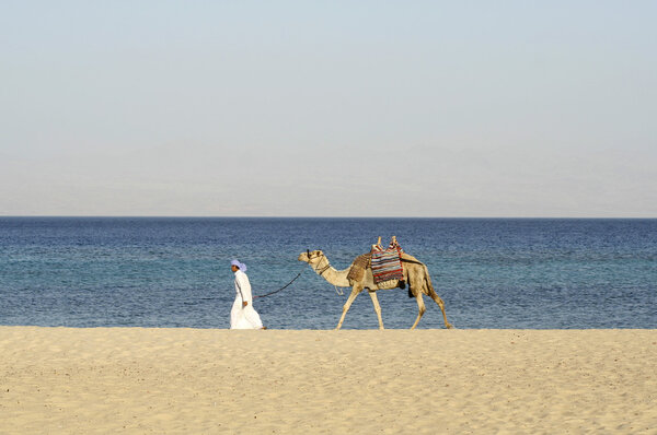 Camel in the red sea region, sinai, egypt