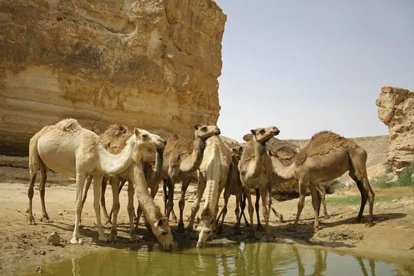 Kamel i sede boker öknen, israel — Stockfoto