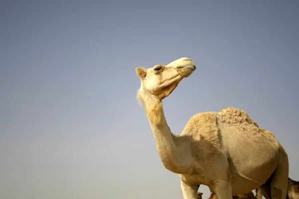在以色列教皇行沙漠中的骆驼 — 图库照片