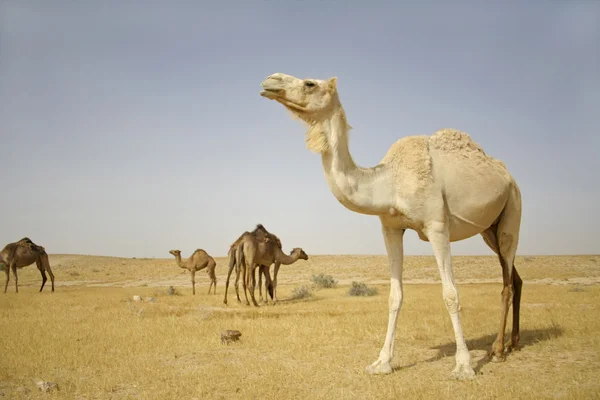 Camello en sede boker desierto, israel — Foto de Stock