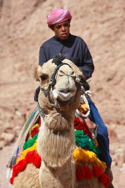 Camel guide — Stock Photo, Image