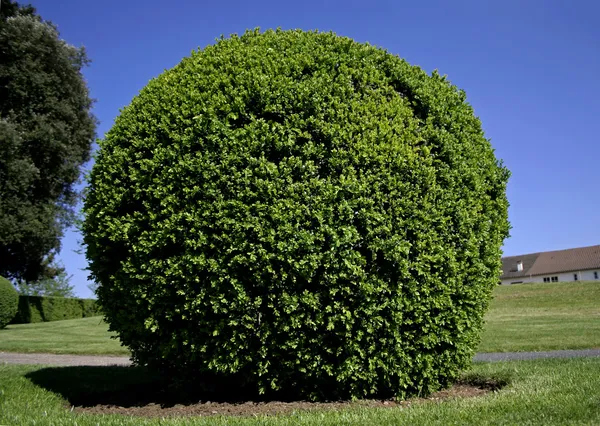 stock image Boxtree ball, eyrignac, france