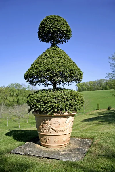 Arbre-boîte en forme d'arbuste et sculpté — Photo