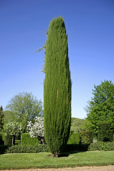 Servi ağacı bahçeleri, eyrignac, Fransa — Stok fotoğraf
