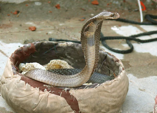 King cobra coming out, rishikesh, Индия — стоковое фото