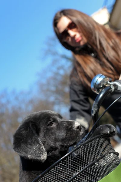 Woman puppy and bike — Stock Photo, Image