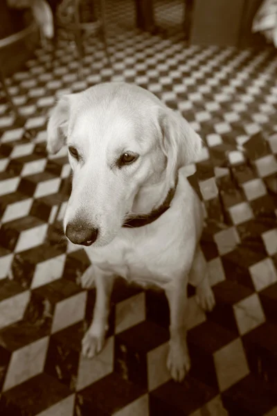 Cão labrador fêmea — Fotografia de Stock