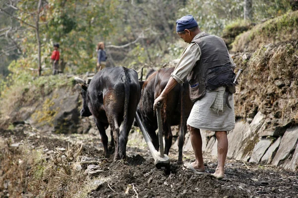 Viejo hombre arando su campo en nepal — Foto de Stock